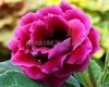 Gloxinia Seeds PF-SAFAGA 